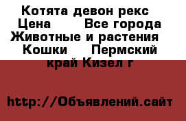 Котята девон рекс › Цена ­ 1 - Все города Животные и растения » Кошки   . Пермский край,Кизел г.